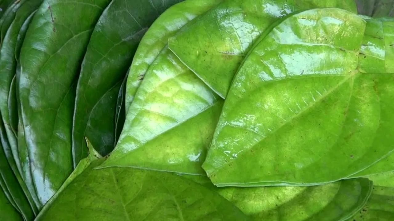 വെറ്റില നമ്മുടെ ദഹനം മെച്ചപ്പെടുത്തുന്നു. ദഹനവ്യവസ്ഥയ്ക്ക് ഇത് വളരെ നല്ലതാണ്. വെറ്റില ചവയ്ക്കുന്നത് ഉമിനീർ ഉൽപാദനം ഉത്തേജിപ്പിക്കാൻ സഹായിക്കുന്നു. ഭക്ഷണത്തെ തകർക്കുന്ന എൻസൈമുകൾ ഇതിൽ അടങ്ങിയിരിക്കുന്നു. ഇത് വയറു വീർക്കുന്നതും ദഹനക്കേടും കുറയ്ക്കാനും സഹായിക്കുന്നു.
