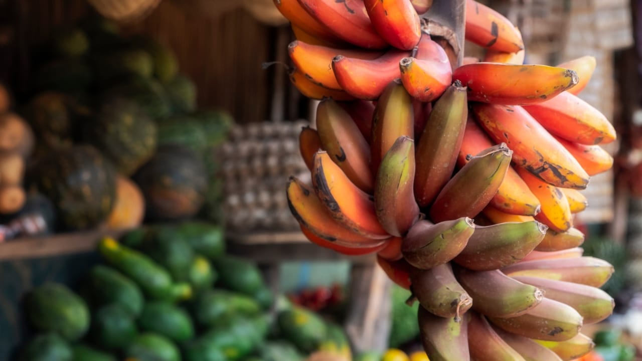 സാധാരണ വാഴപ്പഴവുമായി താരതമ്യപ്പെടുത്തുമ്പോൾ, ചുവന്ന വാഴപ്പഴത്തിൽ ധാതുക്കൾ, വിറ്റാമിനുകൾ, നാരുകൾ, കാർബോഹൈഡ്രേറ്റുകൾ എന്നിവ കൂടുതലാണ്. ഇത് നാരുകളാൽ സമ്പുഷ്ടമാണ്. ഇത് ദഹനവ്യവസ്ഥയ്ക്ക് നല്ലതാണ്. മലബന്ധം ശമിപ്പിക്കുന്നു. ചുവന്ന വാഴപ്പഴത്തിൽ പൊട്ടാസ്യം ധാരാളം അടങ്ങിയിട്ടുണ്ട്. ഇത് ഹൃദയത്തെ ആരോഗ്യകരമായി നിലനിർത്താൻ സഹായിക്കുന്നു.
