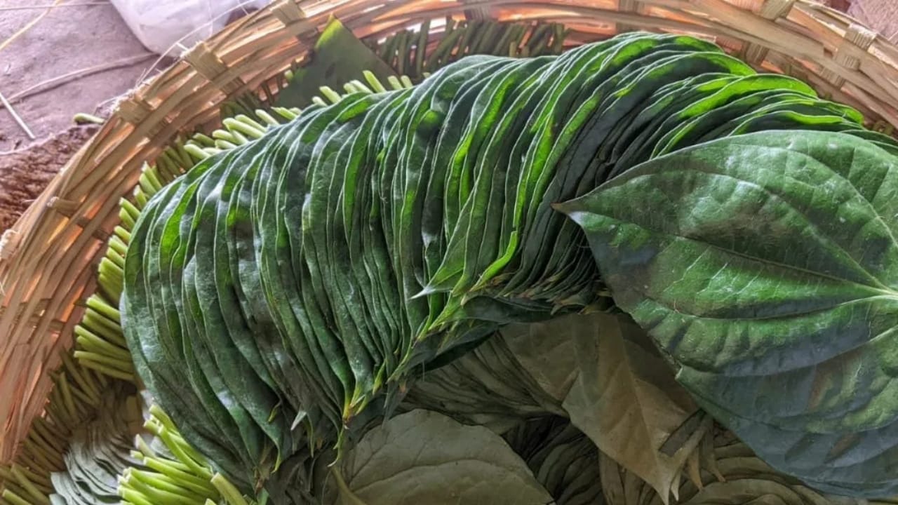 വെറ്റില മുറുക്കാൻ മാത്രമുള്ള ഒന്നാണെന്നായിരിക്കും ഭൂരിഭാഗം പേരുടെയും ധാരാണ. എന്നാൽ മുറുക്കാനേക്കാൾ ഉപരി ആരോഗ്യം നിലനിർത്തുന്നതിനും, ശരീരത്തിൽ വിവിധ ഗുണങ്ങൾക്കും കൂടി ബെസ്റ്റാണ് വെറ്റില. ദിവസവും രണ്ട് വെറ്റില കഴിക്കുന്നത് ഞെട്ടിപ്പിക്കുന്ന ഫലങ്ങൾ നൽകുമെന്ന് വിദഗ്ധർ പറയുന്നു. എന്തൊക്കെയാണ് ആ ഫലങ്ങൾ എന്ന് പരിശോധിക്കാം.
