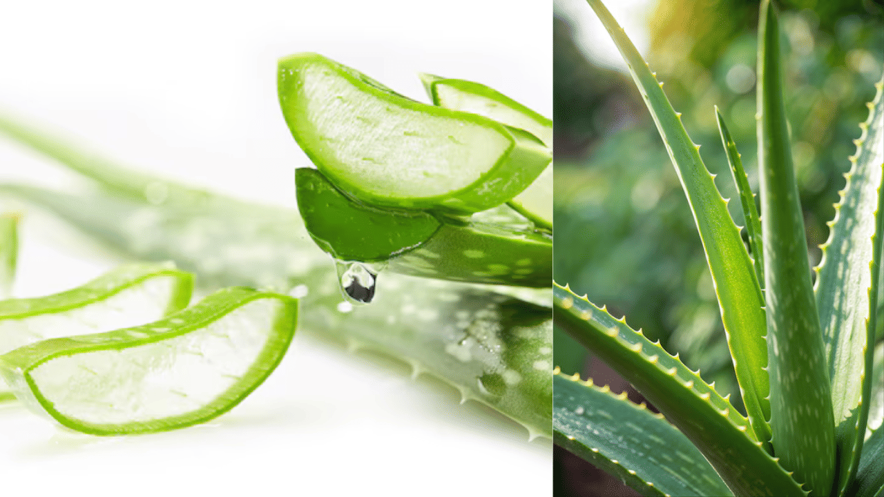 Aloe Vera For Bald Spots: വെറുതെ വാരിതേച്ചാൽ പോരാ! മുടി വളരാൻ കറ്റാർ വാഴ ജെൽ ഇങ്ങനെ ഉപയോഗിക്കൂ Aloe Vera For Bald Spots: വെറുതെ വാരിതേച്ചാൽ പോരാ! മുടി വളരാൻ കറ്റാർ വാഴ ജെൽ ഇങ്ങനെ ഉപയോഗിക്കൂ