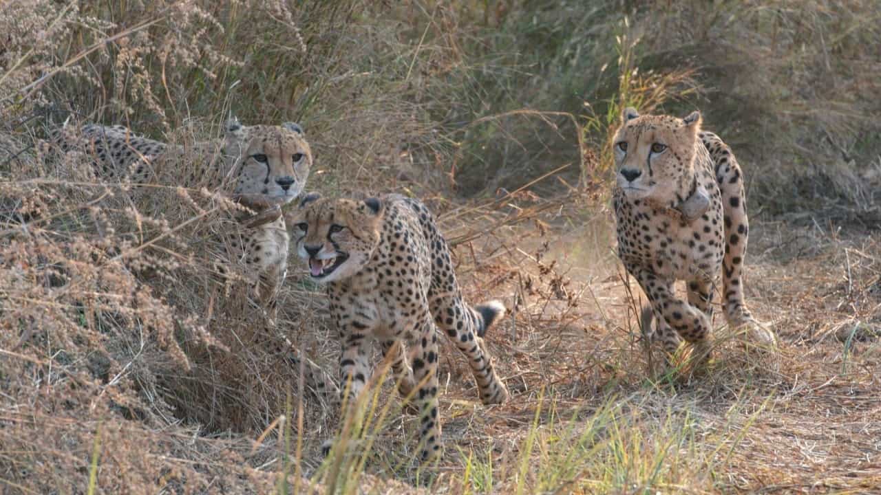 Cheetahs In Kuno: നാട് കാണാനിറങ്ങി പശുവിനെ പിടികൂടാൻ ശ്രമിച്ചപ്പോൾ നാട്ടുകാർ ആക്രമിച്ചു; കുനോയിൽ ചീറ്റകൾ സുരക്ഷിതരല്ലെന്ന് ആരോപണം