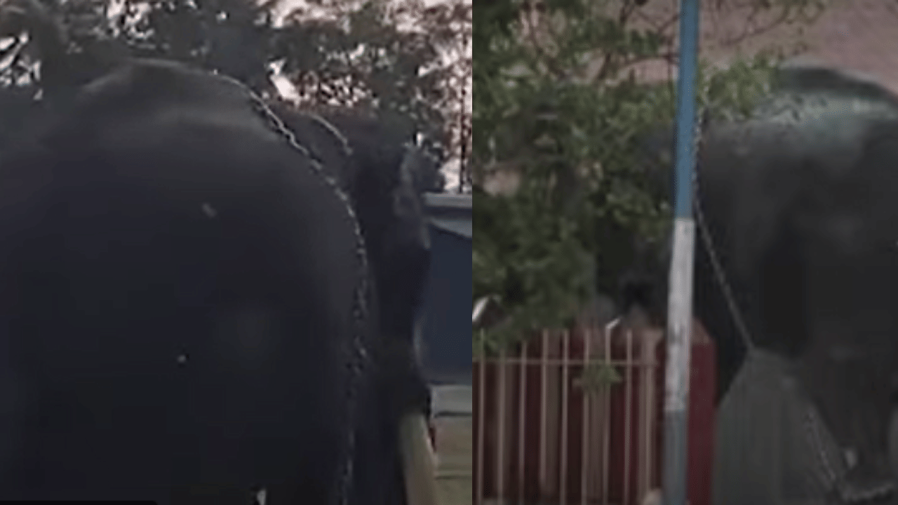 Edakochi Elephant Attack: ഇടക്കൊച്ചിയിൽ ഉത്സവത്തിന് എത്തിച്ച ആന ഇടഞ്ഞു; മൂന്ന് കാറുകൾ തകർത്തു