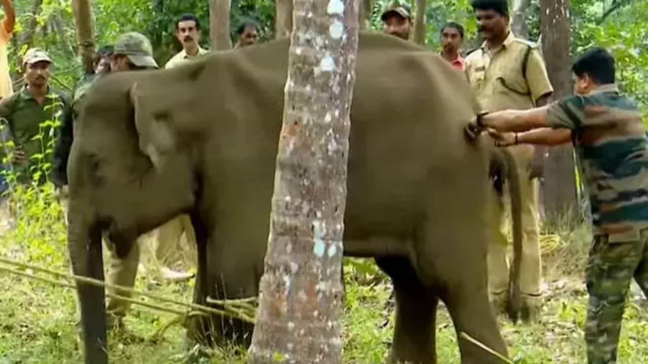 Baby Elephant: മയക്കുവെടി വെച്ച് പിടികൂടിയ കുട്ടിയാന ചരിഞ്ഞു; അന്നനാളത്തിലുള്‍പ്പെടെ പരിക്കുള്ളതായി റിപ്പോര്‍ട്ട്