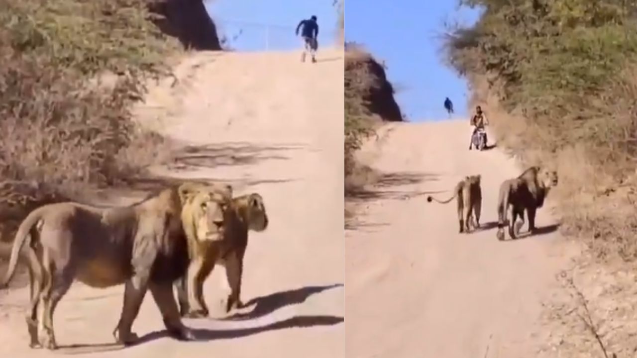 Viral Video : സിംഹവും പെൺസിംഹവും കറങ്ങി നടക്കുമ്പോൾ ദാ മുന്നിൽ ബൈക്കിൽ മൂന്ന് പേർ! പിന്നെ സംഭവിച്ചത്