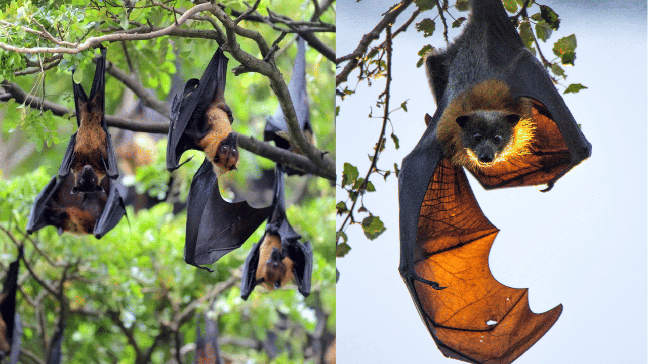 Malappuram Bats Death: മലപ്പുറത്ത് വവ്വാലുകൾ കൂട്ടത്തോടെ ചത്ത നിലയിൽ; സാമ്പിൾ പരിശോധനക്കയച്ചു