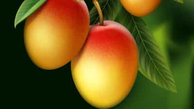 Viral News: ജീവിതം മാറിമറിയാന്‍ മാമ്പഴങ്ങള്‍ തന്നെ ധാരാളം; ഇത് മിയാസാക്കിയിലൂടെ രക്ഷപ്പെട്ട സുമന്‍ബായിയുടെ കഥ