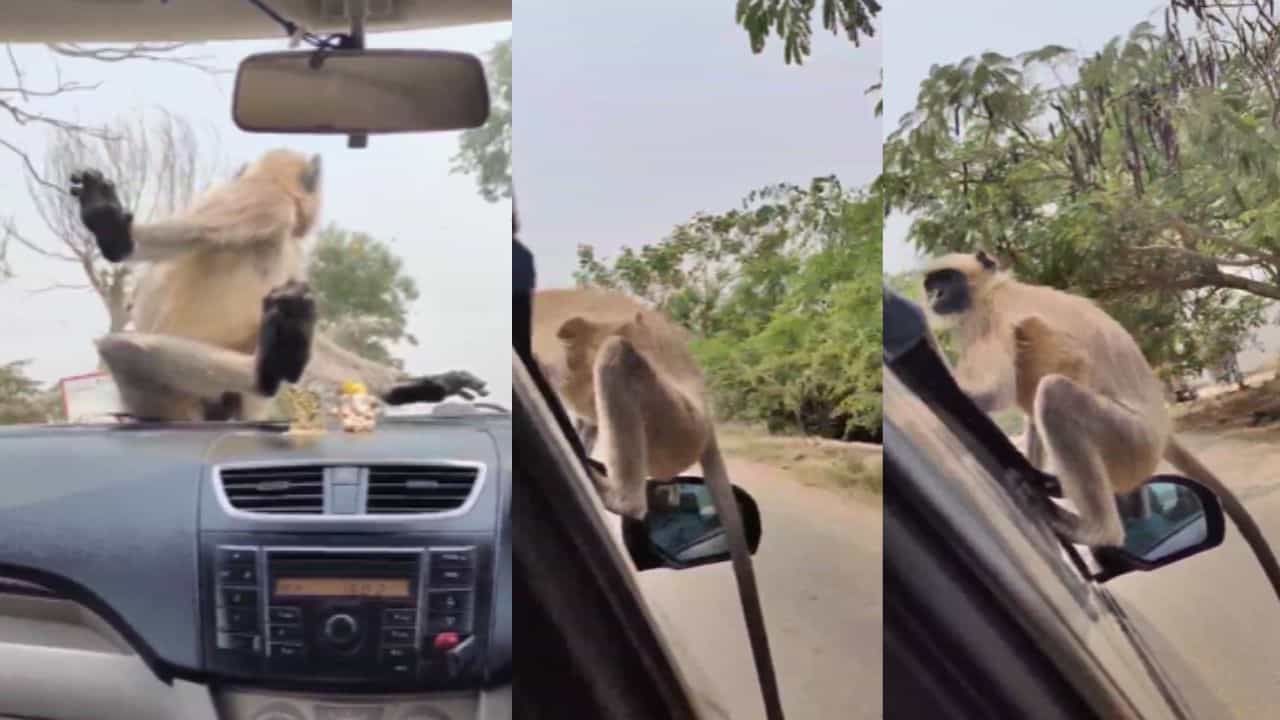 Viral Video: ബിസ്‌ക്കറ്റും ചിപ്‌സും ഒന്നും എനിക്ക് വേണ്ട, ഞാന്‍ നിങ്ങളോടൊപ്പം വരും