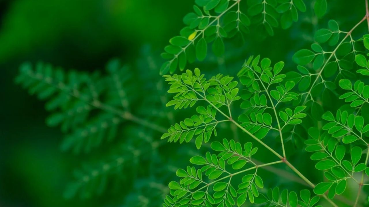 ആന്റിഓക്‌സിന്റുകളുടെ കലവറ തന്നെയാണ് മുരിങ്ങയില. ഇവ രോഗപ്രതിരോധത്തിനും വളരെ മികച്ചതാണ്. ക്വെര്‍സെറ്റിന്‍ ക്ലോറോജെനിക് ആസിഡ് തുടങ്ങിയ സംയുക്തങ്ങള്‍ ഫ്രീ റാഡിക്കലുകളെ നിര്‍വീര്യമാക്കാനും ഓക്‌സിഡേറ്റീവ് സമ്മര്‍ദം കുറയ്ക്കാനും സഹായിക്കുന്നു. (Image Credits: Pexels)