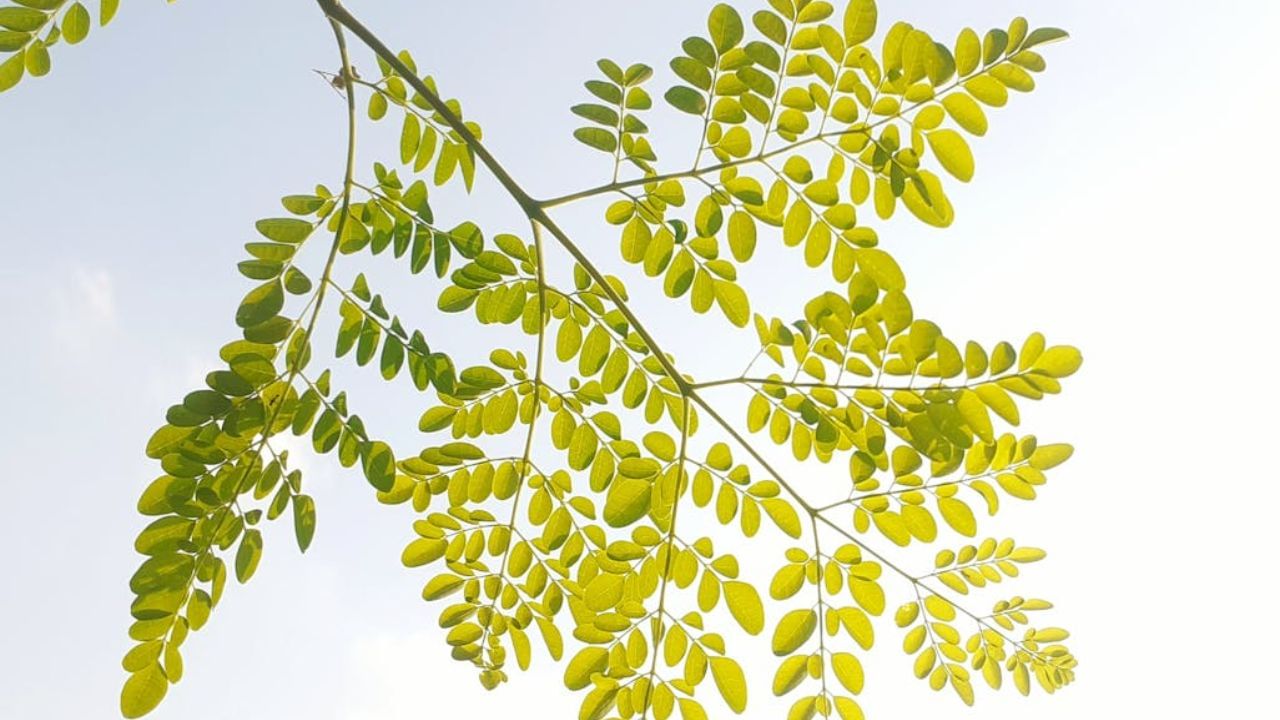 മുരിങ്ങയില്‍ അടങ്ങിയിട്ടുള്ള നാരുകള്‍ ദഹനത്തിനും സഹായിക്കുകയും മലബന്ധം തടയുകയും ചെയ്യുന്നു. മുരിങ്ങയുടെ ആന്റി ബാക്ടീരിയല്‍ ഗുണങ്ങള്‍ കുടലില്‍ മൈക്രോബയോം നിലനിര്‍ത്താന്‍ സഹായിക്കുന്നു. (Image Credits: Pexels)