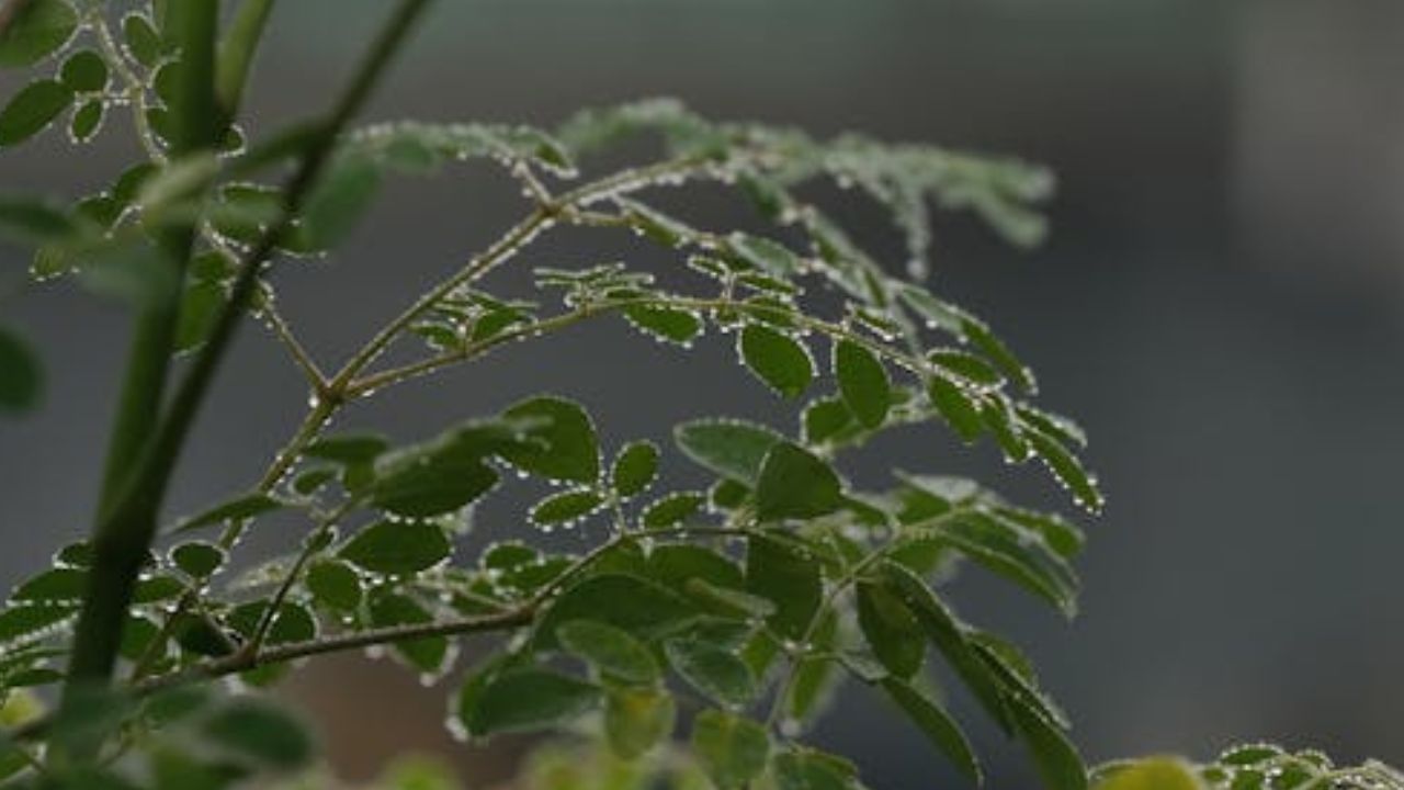 രക്തത്തിലെ പഞ്ചസാരയുടെ അളവ് നിയന്ത്രിക്കാനും മുരിങ്ങ കേമന്‍ തന്നെ. ഇവയിലുള്ള ആന്റി ഇന്‍ഫ്‌ളമേറ്ററി, കൊളസ്‌ട്രോള്‍ കുറയ്ക്കുന്ന ഗുണങ്ങള്‍ ഹൃദയത്തിന്റെ ആരോഗ്യം മെച്ചപ്പെടുത്തുന്നു.  (Image Credits: Pexels)