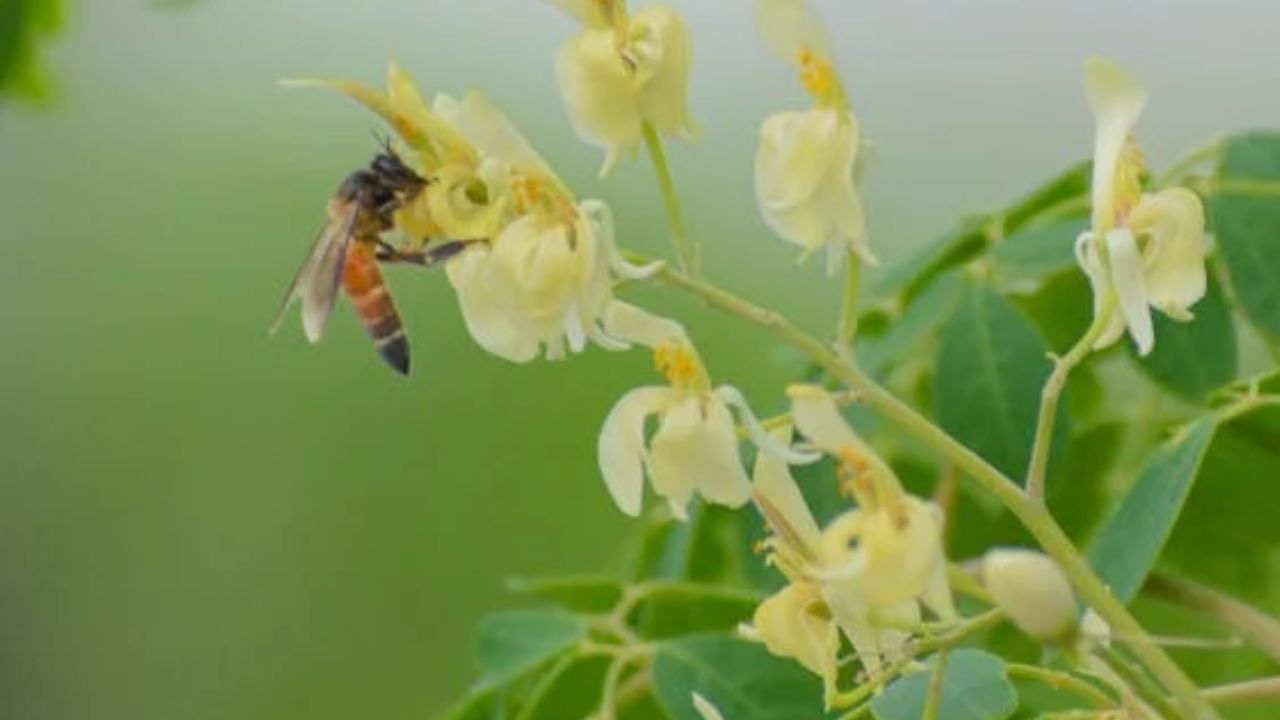ഓര്‍മശക്തി വൈജ്ഞാനിക പ്രവര്‍ത്തനങ്ങള്‍ എന്നിവയെ പരിപോഷിപ്പിക്കുന്ന ഘടകങ്ങളും മുരിങ്ങയിലുണ്ട്. ഉയര്‍ന്ന അളവിലുള്ള ഇരുമ്പും പ്രോട്ടീനും തലച്ചോറിലേക്കുള്ള ഓക്‌സിജന്‍ ഒഴുക്കിനെ സഹായിക്കുന്നു. (Image Credits: Pexels)