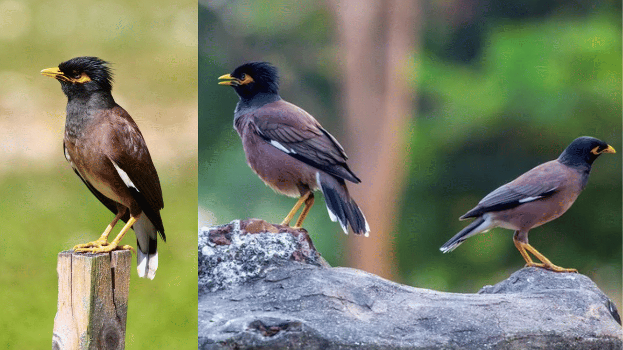 Myna Birds Qatar: മൈനകളെ പേടിച്ച് ഖത്തർ; പക്ഷികളെ നിയന്ത്രിക്കാൻ വമ്പൻ പദ്ധതി, ഇതുവരെ പിടികൂടിയത് 28000