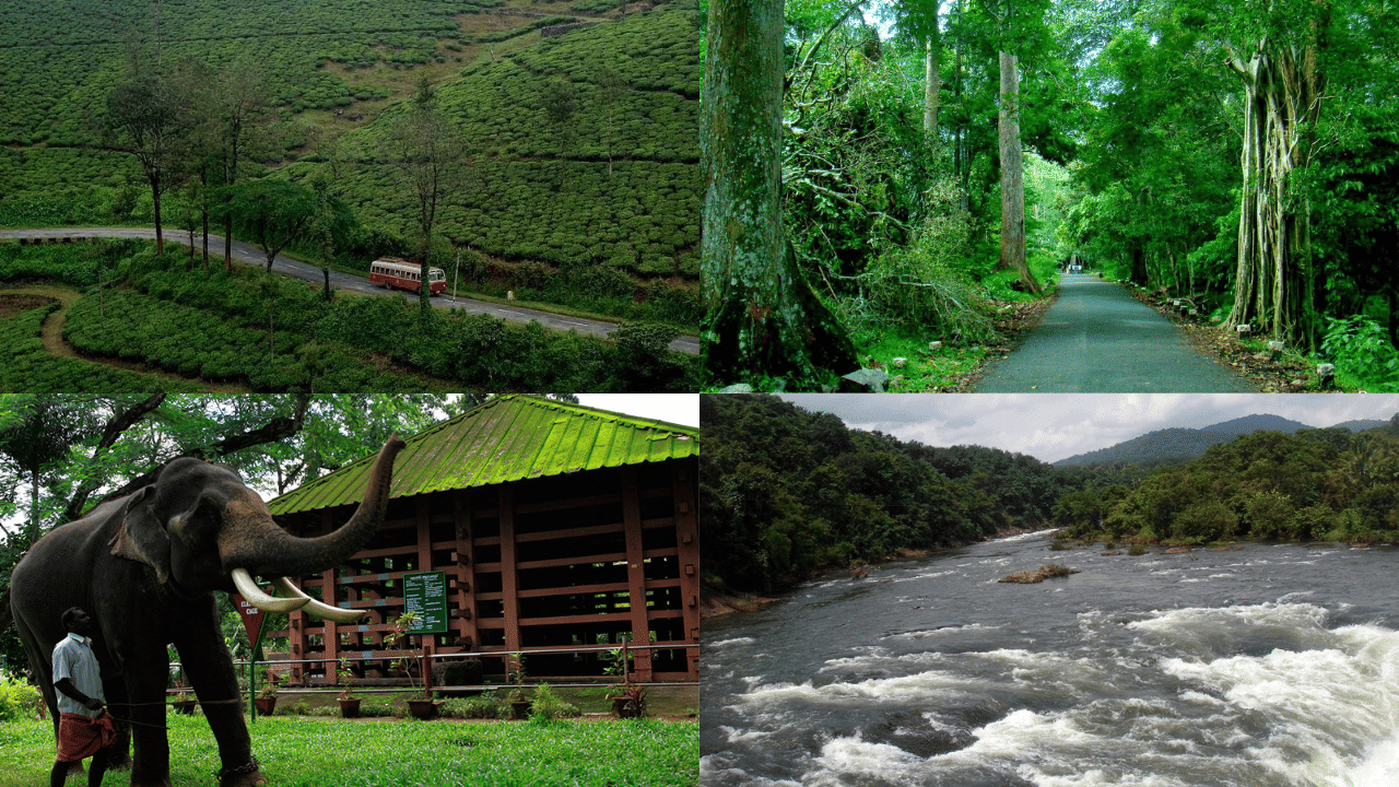 Pathanamthitta Tourist Spot: കാട്ടുപോത്ത്, കാട്ടാന, കടുവ, കരടി എല്ലാമുണ്ട് ഇവിടെ; പത്തനംതിട്ടയിലെ കാടറിഞ്ഞൊരു യാത്ര