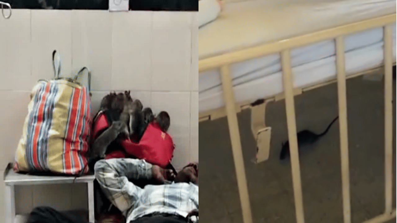 Rats in Childrens Ward: ആശുപത്രിയിലെ കുട്ടികളുടെ വാർഡ് നിറയെ എലികൾ; വൃത്തിഹീനമായ സാഹചര്യം, വീഡിയോ പുറത്ത്