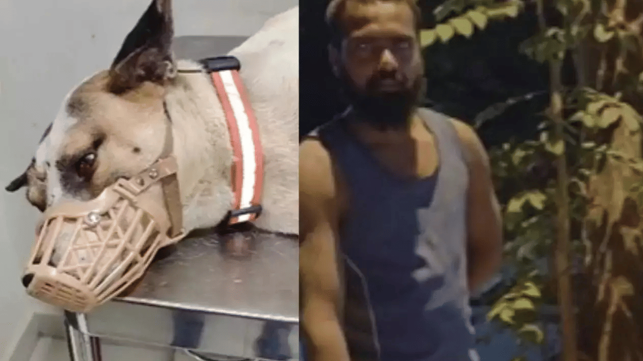 Street Dog Assualt: നായയോട് കണ്ണില്ലാത്ത ക്രൂരത...! സ്വകാര്യ ഭാഗങ്ങളിൽ മുറിവുണ്ടാക്കി ലൈംഗിക അതിക്രമം; ബം​ഗളൂരുവിൽ 23കാരൻ അറസ്റ്റിൽ