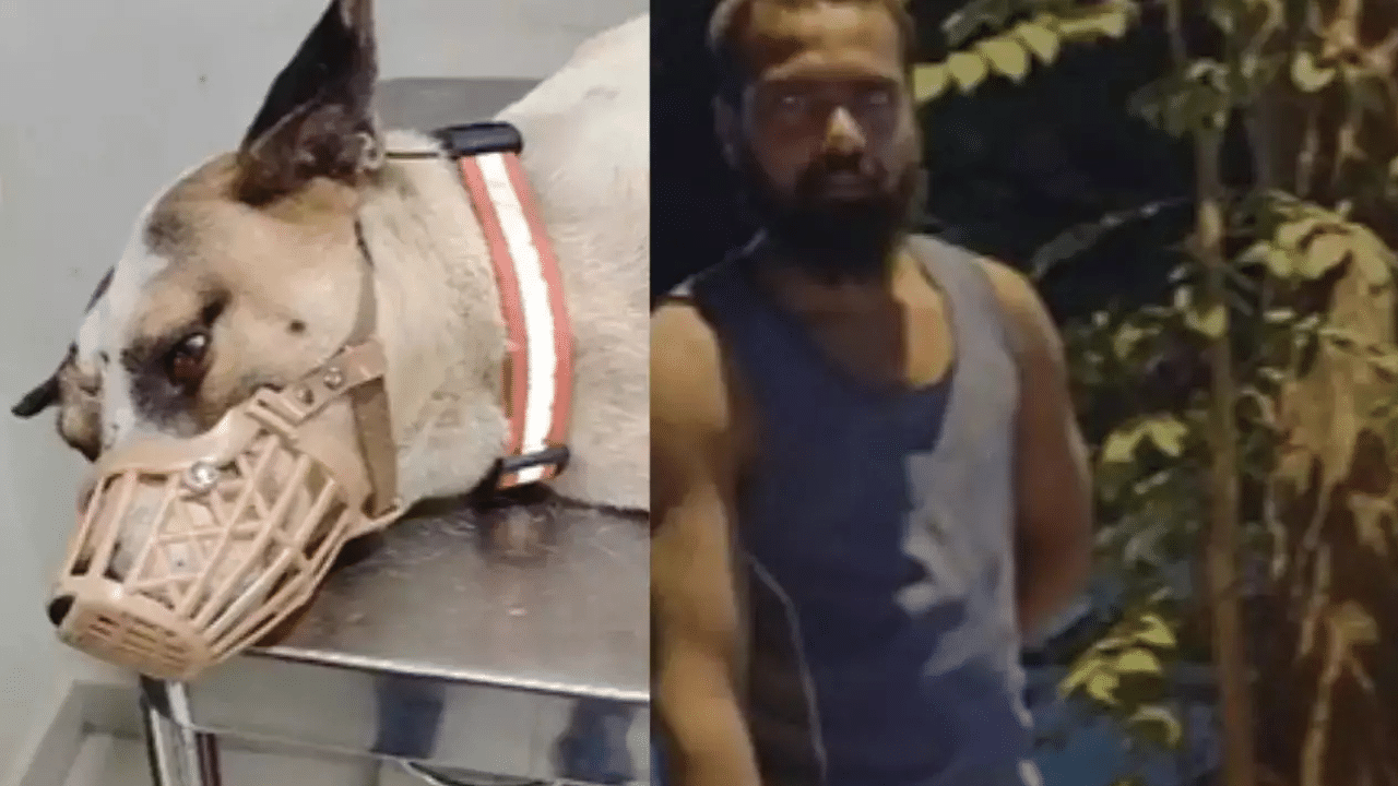 Street Dog Assualt: നായയോട് കണ്ണില്ലാത്ത ക്രൂരത…! സ്വകാര്യ ഭാഗങ്ങളിൽ മുറിവുണ്ടാക്കി ലൈംഗിക അതിക്രമം; ബംഗളൂരുവിൽ 23കാരൻ അറസ്റ്റിൽ Street Dog Assualt: നായയോട് കണ്ണില്ലാത്ത ക്രൂരത…! സ്വകാര്യ ഭാഗങ്ങളിൽ മുറിവുണ്ടാക്കി ലൈംഗിക അതിക്രമം; ബംഗളൂരുവിൽ 23കാരൻ അറസ്റ്റിൽ