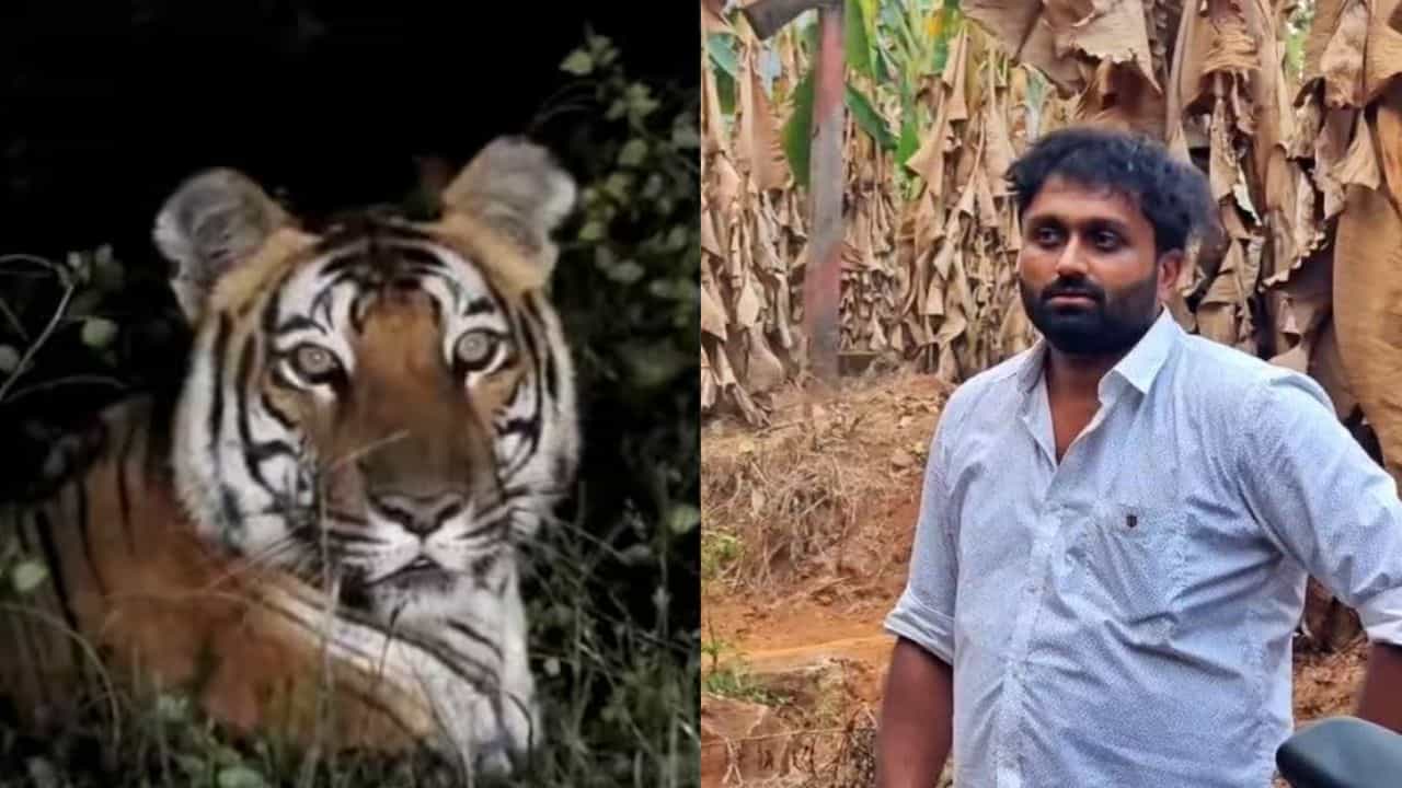 Fake Tiger Video: കടുവയുടെ വ്യാജ വീഡിയോ; കള്ളം പ്രചരിപ്പിച്ചയാളെ അറസ്റ്റ് ചെയ്തു