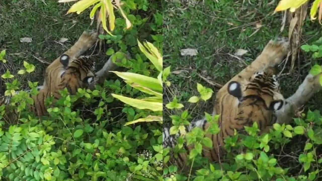 Tiger Attack: രണ്ടാമത്തെ മയക്കുവെടി കൊണ്ടയുടൻ കടുവ ചാടിവന്നു; മനു തടുത്തു; വെടിവെച്ചത് സ്വയരക്ഷയ്ക്ക്; ഡിഎഫ്ഒ Tiger Attack: രണ്ടാമത്തെ മയക്കുവെടി കൊണ്ടയുടൻ കടുവ ചാടിവന്നു; മനു തടുത്തു; വെടിവെച്ചത് സ്വയരക്ഷയ്ക്ക്; ഡിഎഫ്ഒ