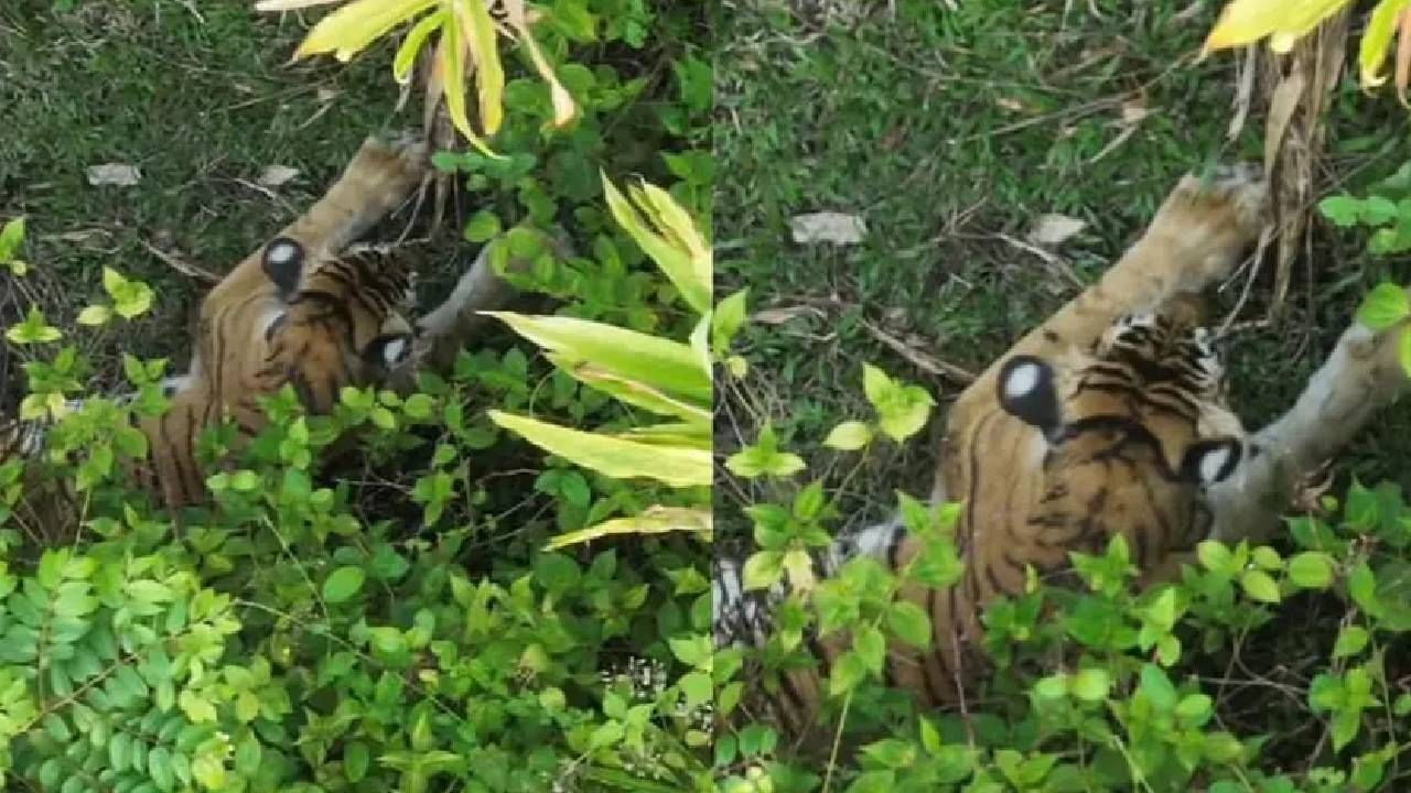 Tiger Attack: ‘രണ്ടാമത്തെ മയക്കുവെടി കൊണ്ടയുടൻ കടുവ ചാടിവന്നു; മനു തടുത്തു; വെടിവെച്ചത് സ്വയരക്ഷയ്ക്ക്’; ഡിഎഫ്ഒ