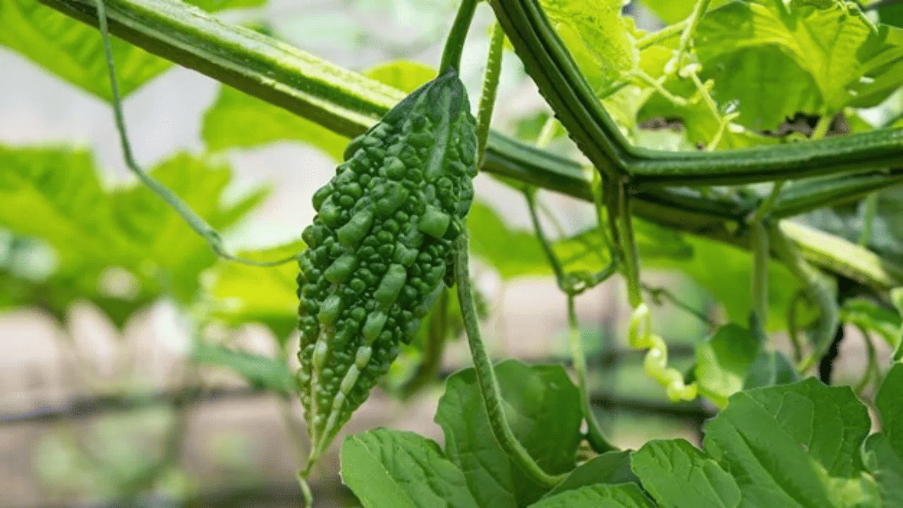 പാവയ്ക്കയിൽ ഉയർന്ന അളവിൽ നാരുകൾ അടങ്ങിയിട്ടുണ്ട്. ഇത് ദഹന ആരോഗ്യം പ്രോത്സാഹിപ്പിക്കുകയും മലബന്ധം തടയുകയും ചെയ്യുന്നു.