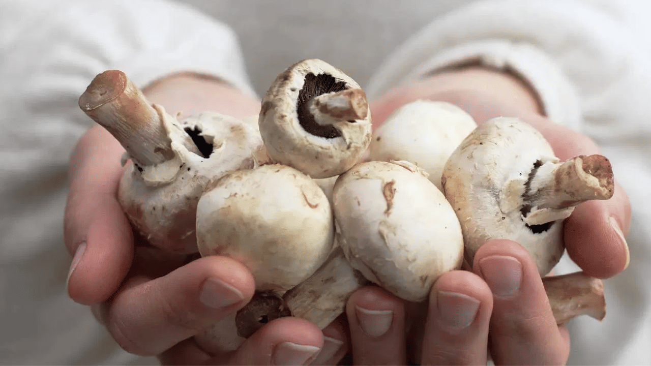 നാരുകൾ ധാരാളം അടങ്ങിയിരിക്കുന്നതിനാൽ ദഹനം മെച്ചപ്പെടുത്തുന്നതിനും ഉപാപചയ പ്രവർത്തനങ്ങൾ നിയന്ത്രിക്കുന്നതിനും കൂൺ ഉത്തമമം.