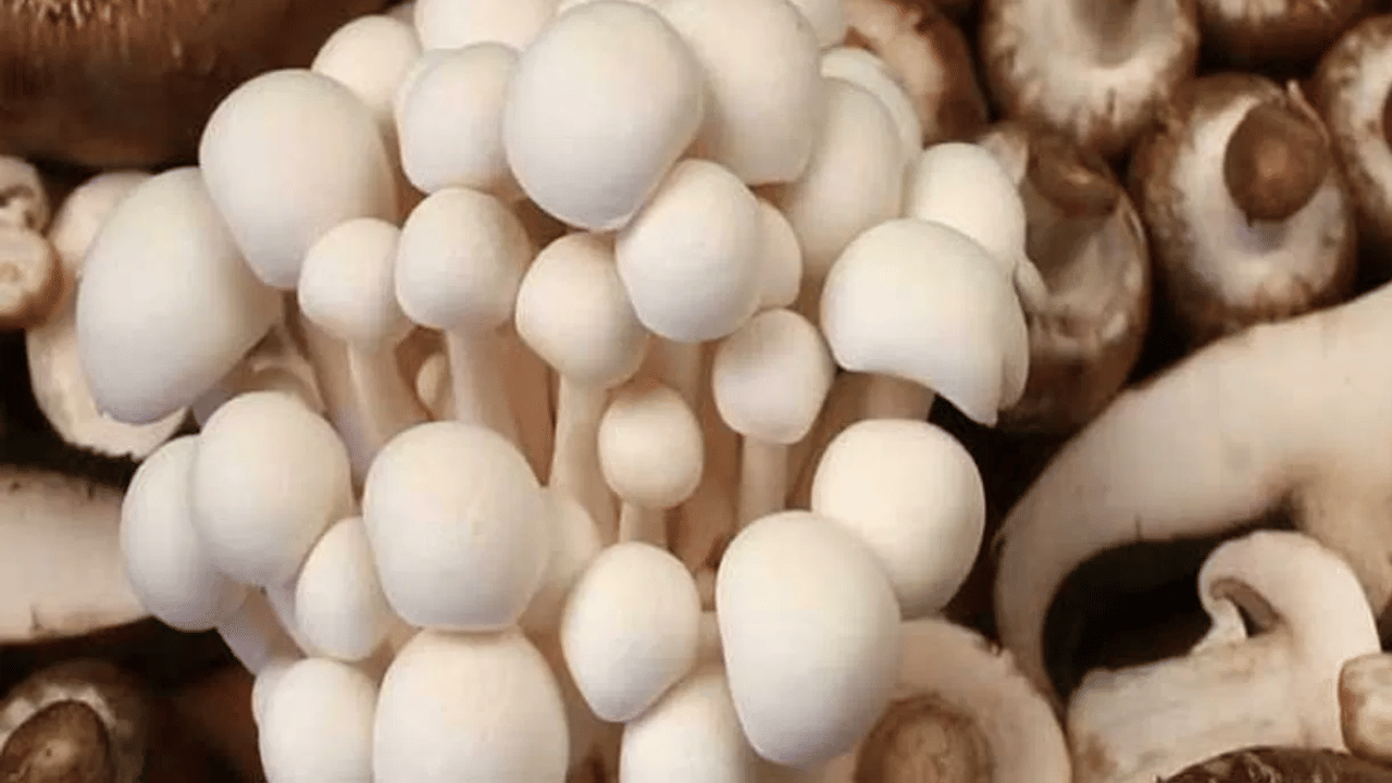 ശരീരത്തിലെ അനാവശ്യ കൊഴുപ്പ് ഇല്ലാതാക്കാൻ കൂൺ പതിവായി കഴിക്കുന്നത് ഗുണം ചെയ്യും.