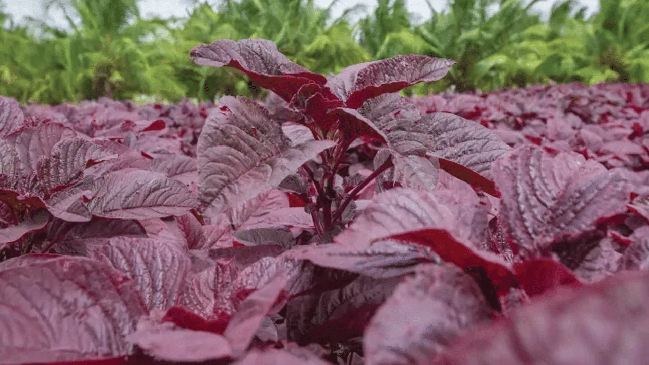 ഇവയിലെ വിറ്റാമിൻ സി അണുബാധയിൽ നിന്ന് സംരക്ഷിക്കുകയും രോ​ഗപ്രതിരോധശേഷി വർധിപ്പിക്കുകയും ചെയ്യുന്നു.