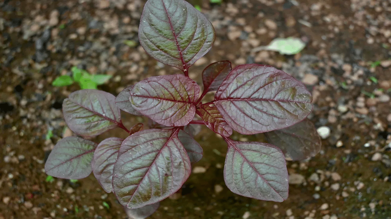 ചുവന്ന ചീരയിലെ ക്ലോറോഫിൽ ശരീരത്തിലെ വിഷാംശത്തെ നീക്കി കളയുന്നു.‌