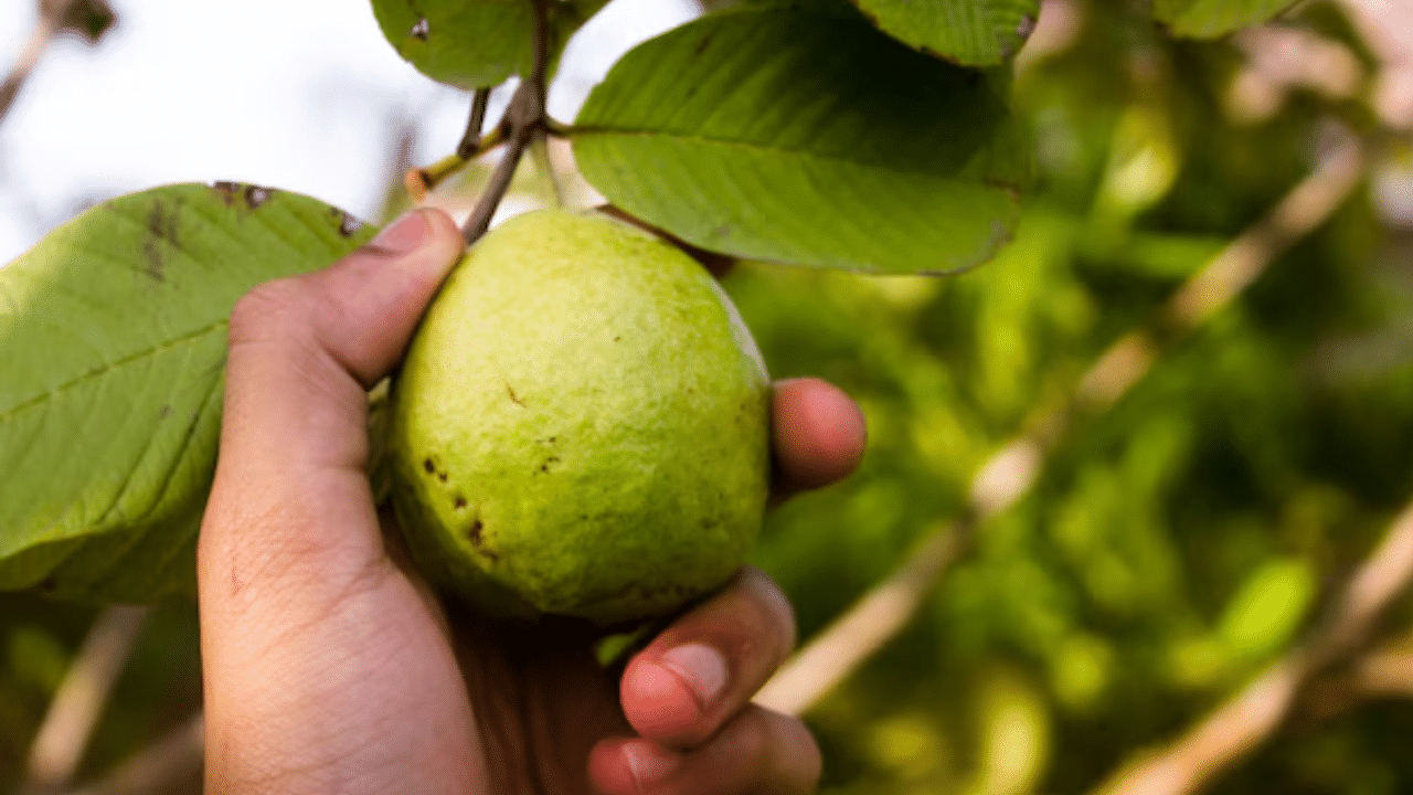 പേരയ്ക്കയിൽ അടങ്ങിയിരിക്കുന്ന ആന്റി ഓക്സിഡന്റുകൾ കാൻസർ കോശങ്ങളുടെ വളർച്ചയെ തടയുന്നു.