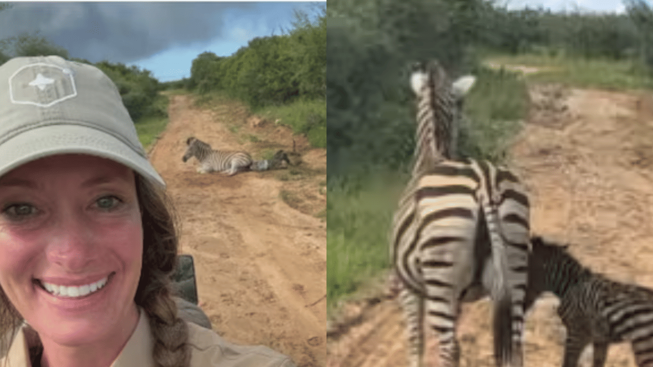 Viral Video: സീബ്ര കുഞ്ഞിന്‍റെ ജനനം പകർത്തി വിനോദ സഞ്ചാരികൾ, വീഡിയോ വൈറൽ