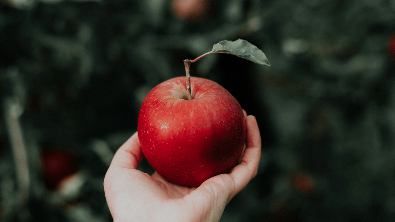 ആപ്പിളിൽ അടങ്ങിയിരിക്കുന്ന ആൻ്റിഓക്സിഡൻ്റുകൾ ശ്വാസകോശം, സ്തനാർബുദം, ദഹനനാളത്തിൻ്റെ അർബുദം എന്നിവയെ ചെറുക്കുന്നു. (അറിയിപ്പ്: ഈ വാർത്ത പൊതുവായ വിവരങ്ങളെ അടിസ്ഥാനമാക്കിയുള്ളവയാണ്. TV9 മലയാളം ഇത് സ്ഥിരീകരിക്കുന്നില്ല.)
