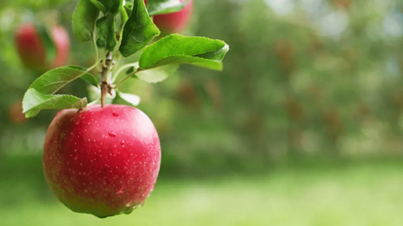 ആപ്പിളിന്റെ തൊലിയിൽ ക്വെർസെറ്റിൻ എന്ന ആന്റിഓക്സിഡന്റ് അടങ്ങിയിട്ടുണ്ട്. ഇത് രോഗപ്രതിരോധത്തിനും വീക്കം കുറയ്ക്കാനും ഗുണം ചെയ്യും.