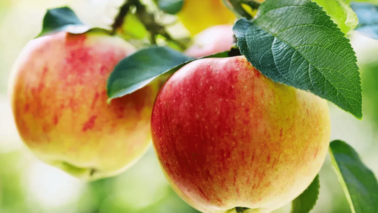 ശരീരഭാരം കുറയ്ക്കാൻ ആഗ്രഹിക്കുന്നവർക്ക് ആപ്പിൾ ഡയറ്റിൽ ഉൾപ്പെടുത്താം. ആപ്പിൾ കഴിക്കുന്നത് ദീർഘനേരത്തേക്ക് വയർ നിറഞ്ഞതായി ഇരിക്കാൻ ഇത് സഹായിക്കുന്നു. ഇത് അമിതമായി ഭക്ഷണം കഴിക്കാതിരിക്കാൻ സഹായിക്കും.