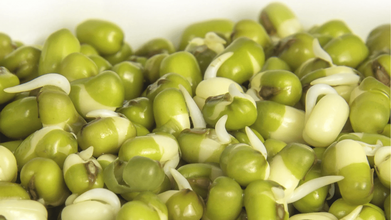 പയർ, ബീൻസ് എന്നിവ ആരോഗ്യകരമായ പ്രോട്ടീൻ ഭക്ഷണങ്ങളാണ്. 100 ഗ്രാം ബീൻസിൽ ആറ് ഗ്രാം പ്രോട്ടീനുണ്ട്. അതിനാൽ ഇവ ഡയറ്റിൽ ഉൾപ്പെടുത്തുന്നത് പ്രോട്ടീന്റെ അഭാവം നികത്തുന്നു (Image Credits: Tv9)