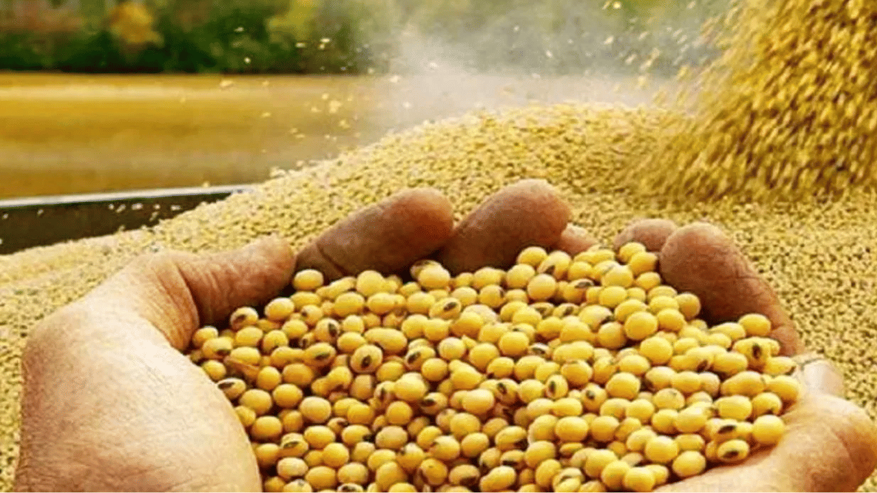 വിറ്റാമിൻ സി, പ്രോട്ടീൻ, ഫോളേറ്റ് എന്നിവയുടെ കലവറയാണ് സോയാബീൻ. ഒരു ബൗൾ വേവിച്ച സോയാബീനിൽ 26 ഗ്രാം പ്രോട്ടീൻ ഉണ്ട്. കൂടാതെ നാരുകൾ, ഇരുമ്പ്, മഗ്നീഷ്യം തുടങ്ങിയവയും അടങ്ങിയിരിക്കുന്നു (Image Credits: Tv9)