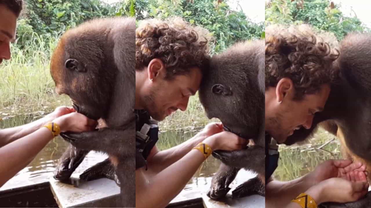 Viral Video: മനുഷ്യന്മാര്‍ അടിപൊളിയല്ലേ! എന്നാല്‍ നമ്മളേക്കാള്‍ സ്‌നേഹമുള്ളവരുമുണ്ട് ഈ ലോകത്ത്‌