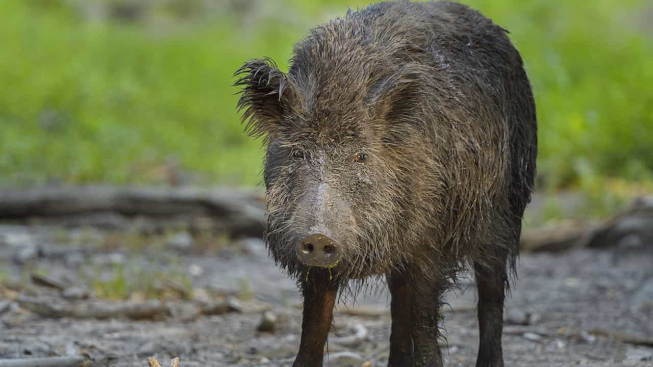 Wild Boar: കണ്ണൂര്‍ പാനൂരില്‍ കര്‍ഷകനെ ആക്രമിച്ച് കൊലപ്പെടുത്തിയ കാട്ടുപന്നിയെ നാട്ടുകാര്‍ തല്ലിക്കൊന്നു
