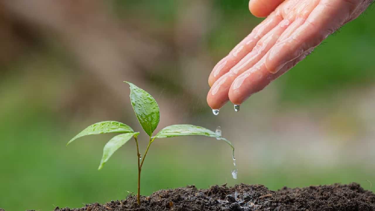 International Womens Day 2025: ഓരോ പെണ്‍കുട്ടി ജനിക്കുമ്പോഴും 111 തൈകള്‍ നടുന്ന നാട്; ഇങ്ങനെയും ഒരു ഗ്രാമമുണ്ട് ഇന്ത്യയില്‍