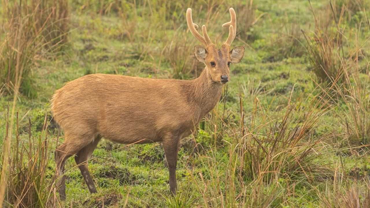 Rabies: തിരുവനന്തപുരം മൃഗശാലയില്‍ ചത്ത മ്ലാവിന് പേവിഷബാധ, വൈറസ് എങ്ങനെയെത്തിയെന്നതില്‍ അവ്യക്തത; ജീവനക്കാര്‍ക്ക് വാക്‌സിന്‍ നല്‍കും