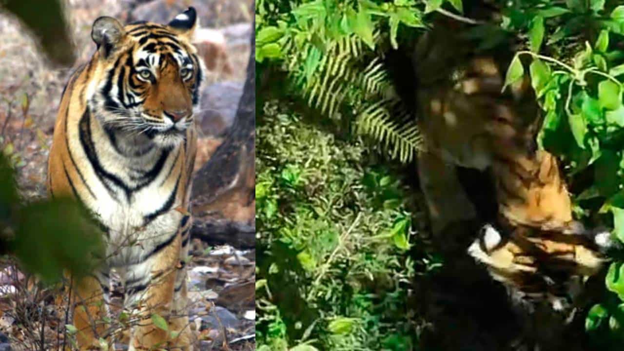 Tiger Dies: ഇടുക്കിയിലെ ​ഗ്രാമ്പിയിൽ നിന്നും പിടികൂടിയ കടുവ വനപാലകസംഘത്തിന്റെ വെടിയേറ്റ് ചത്തു