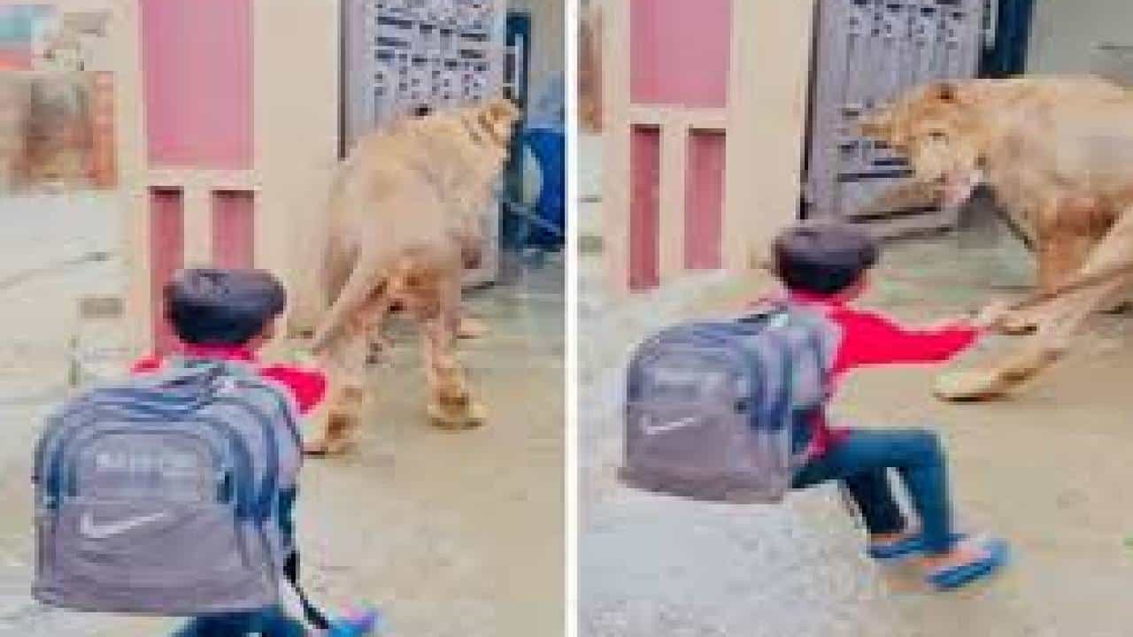 Viral Video: പുലി വാൽ പിടിച്ചു എന്ന് കേട്ടതെയുള്ള ഇപ്പോൾ കണ്ടു; ആൺകുട്ടിയുടെ വീഡിയോ വൈറലാകുന്നു