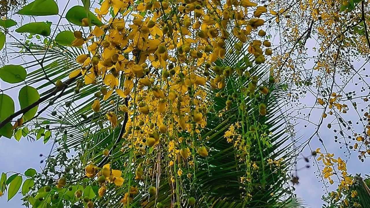 Vishu 2025: പ്രതീക്ഷയുടെയും സന്തോഷത്തിൻ്റെയും മറ്റൊരു വിഷു കൂടി പടിവാതിൽക്കൽ; പ്രിയപ്പെട്ടവർക്കായി ആശംസകൾ നേരാം