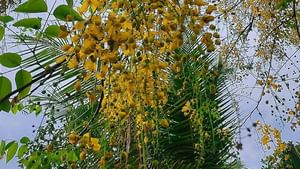 Vishu 2025: പ്രതീക്ഷയുടെയും സന്തോഷത്തിൻ്റെയും മറ്റൊരു വിഷു കൂടി പടിവാതിൽക്കൽ; പ്രിയപ്പെട്ടവർക്കായി ആശംസകൾ നേരാം
