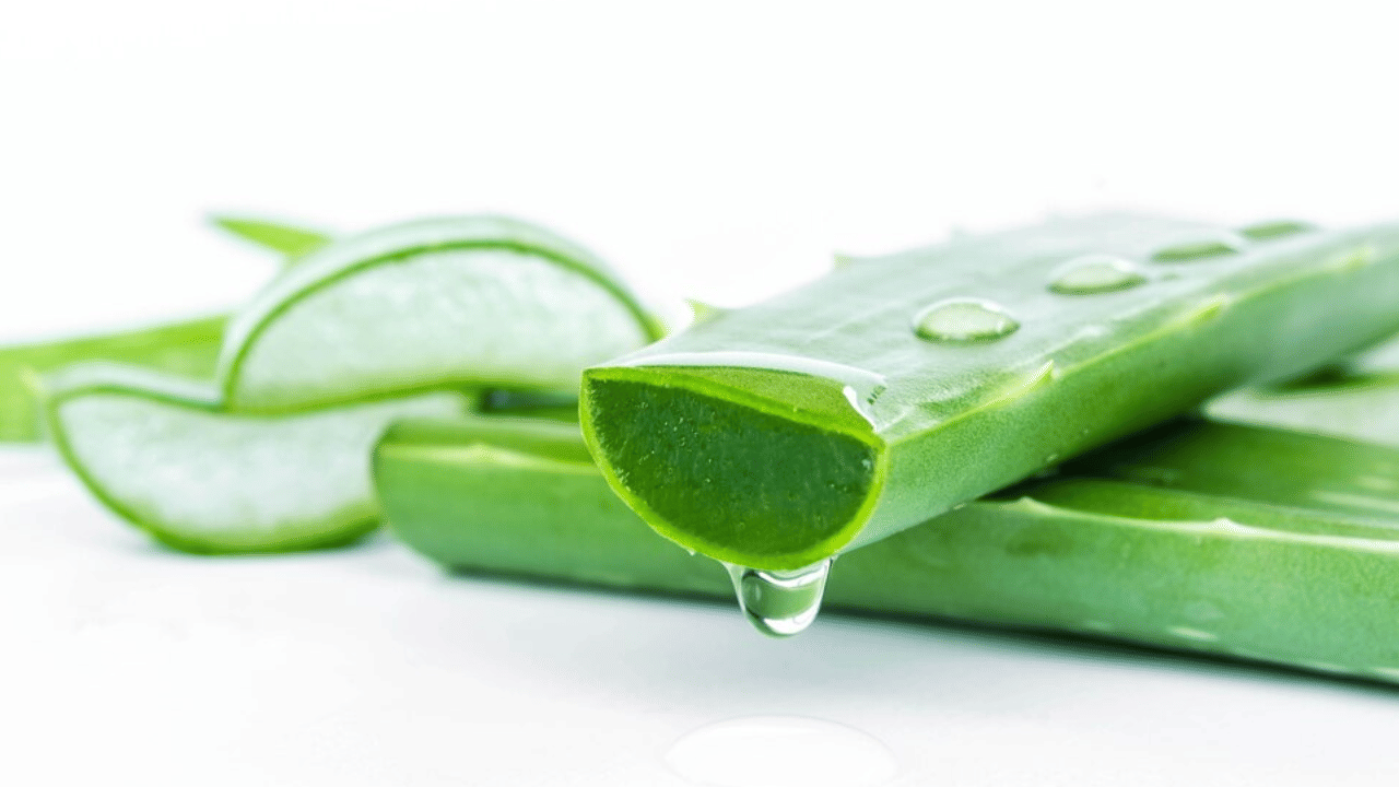 കറ്റാർവാഴയുടെ തൊലിയിലുള്ള ലാറ്റക്സ് പലർക്കും അലർജിക്ക് കാരണമാകാറുണ്ട്.