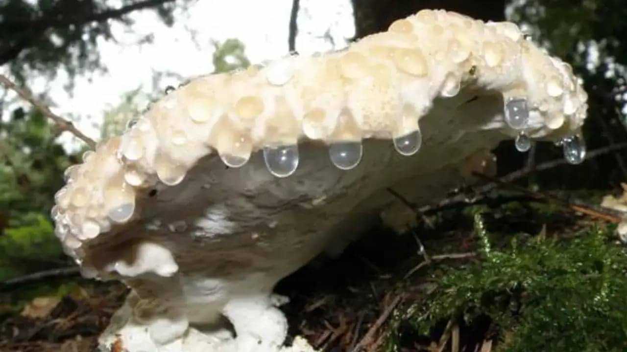 പാവക്കയുടെ കയ്പ്പൊന്നും ഒന്നുമല്ല! ലോകത്തെ ഏറ്റവും കയ്പ്പുള്ള വസ്തു ഇതാ