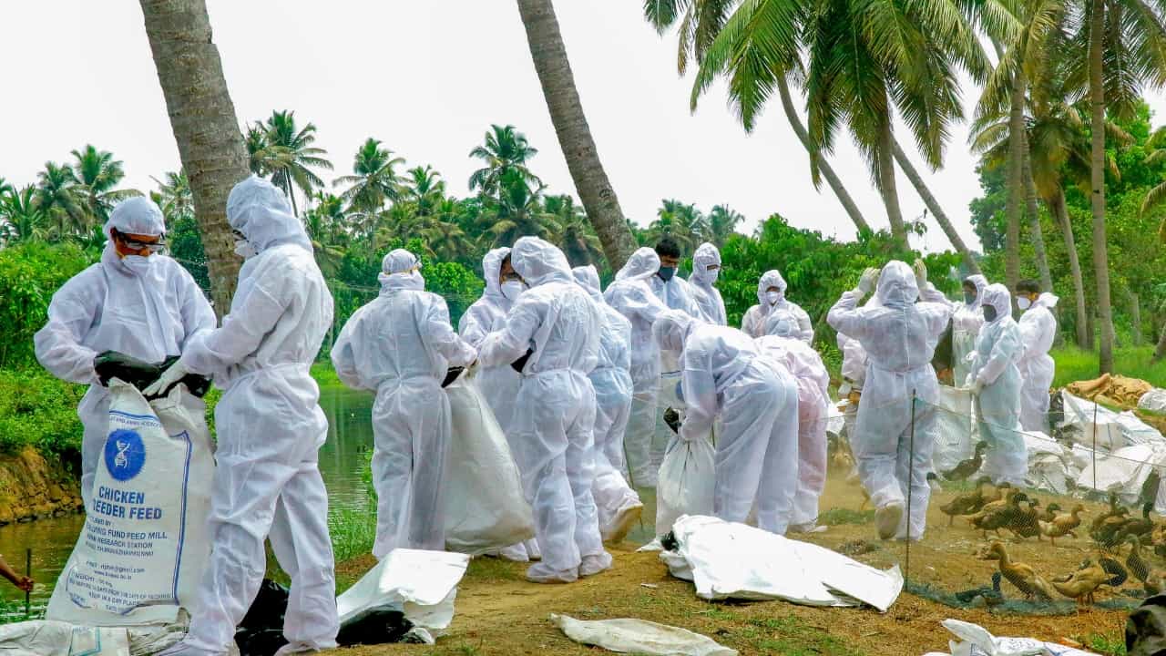 Bird Flue Death: ഒരു കഷ്ണം പച്ചയിറച്ചി കഴിച്ചു; പക്ഷിപ്പനി ബാധിച്ച് രണ്ട് വയസ്സുകാരി മരിച്ചു