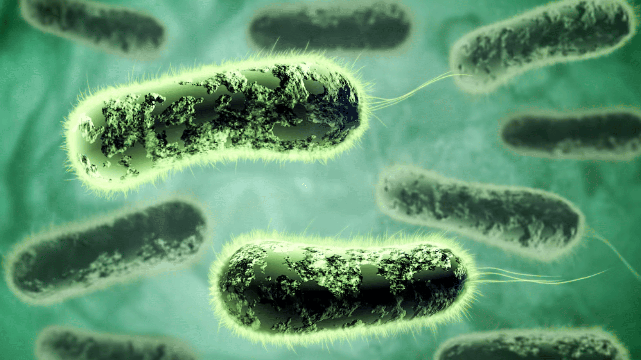 Cholera: എന്താണ് കോളറ? എങ്ങനെ പ്രതിരോധിക്കാം? ശ്രദ്ധിക്കേണ്ട കാര്യങ്ങൾ ഇതാ Cholera: എന്താണ് കോളറ? എങ്ങനെ പ്രതിരോധിക്കാം? ശ്രദ്ധിക്കേണ്ട കാര്യങ്ങൾ ഇതാ