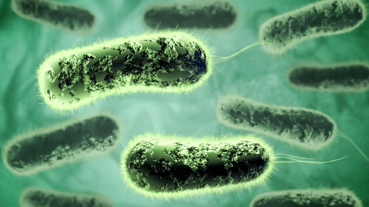 Cholera: എന്താണ് കോളറ? എങ്ങനെ പ്രതിരോധിക്കാം? ശ്രദ്ധിക്കേണ്ട കാര്യങ്ങൾ ഇതാ