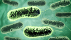 Cholera: എന്താണ് കോളറ? എങ്ങനെ പ്രതിരോധിക്കാം? ശ്രദ്ധിക്കേണ്ട കാര്യങ്ങൾ ഇതാ