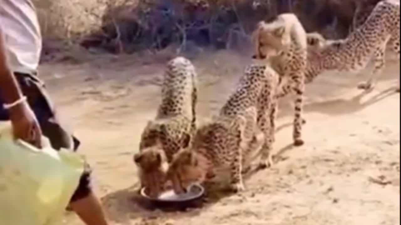 Cheetah: വാടാ മക്കളേ, വെള്ളം കുടി; നാടു ചുറ്റാനിറങ്ങിയ ചീറ്റകൾക്ക് കുടിയ്ക്കാൻ വെള്ളം നൽകി കുനോയിലെ ജീവനക്കാരൻ: വൈറൽ വിഡിയോ
